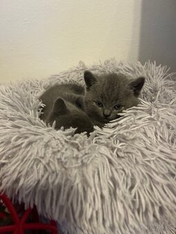 Britské mačiatka - 9