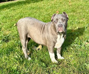 American Bully s PP - 9