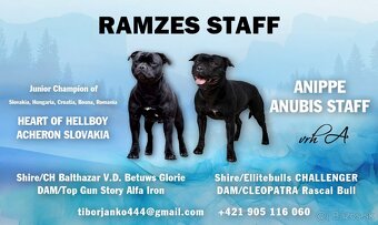 Staffordshire bullterrier - 9