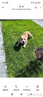 American bully pocket - 9