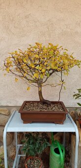 bonsai,bonsaj-DUB 7 - 9