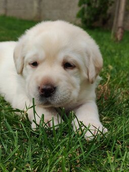 Labrador retriever -šteniatka s PP - 9