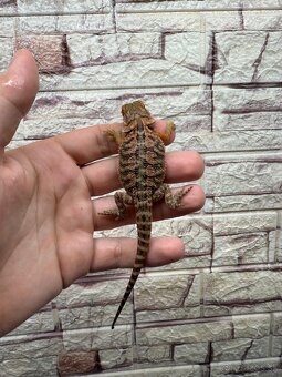 Agama bradata - 9