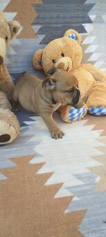Anglický bulldog - 9