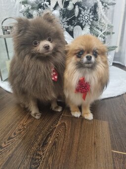Predám šteniatka POMERANIANA - 9