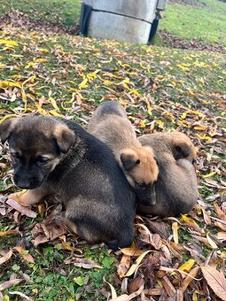 Predám šteniatka - 9