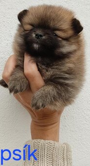 Pomeranian Boo mini - 9