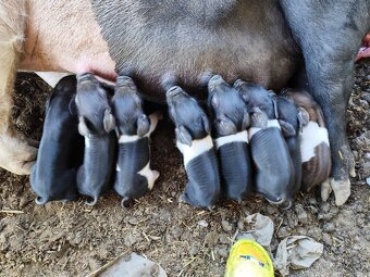 Presticke Prasa x kune kune odstavcata - 9