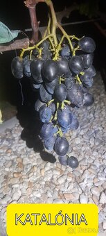 Stolový vinič - 9
