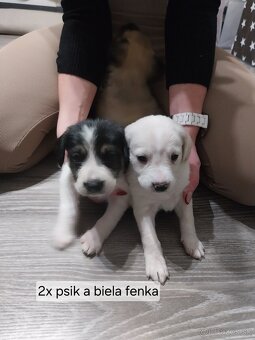 Darujem šteniatka - 9