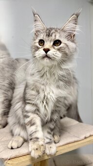 HEIDI 🤍 s PP Maine Coon Mainská myvalia - 9