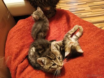 Darujem mačiatka do dobrých ruk - 9