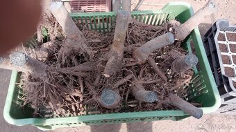Cisársky strom Paulownia Shan tong,R-112,9502,,paotong z07 - 9