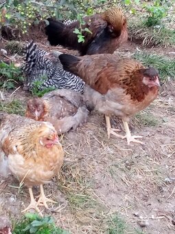 NV zelené green shell - 9