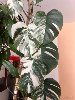 Monstera albo - 9