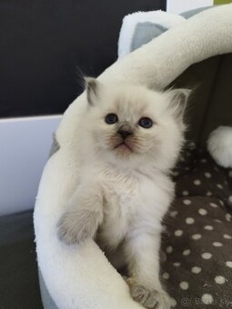 Ragdoll koťátka - 9