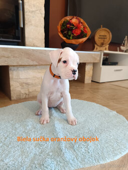 Nemecký boxer s PP - 9