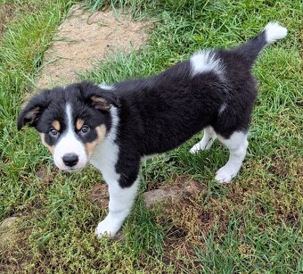 Border kolia tricolor - 9