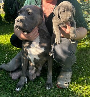 Cane Corso - 9
