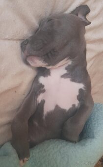 Americký stafordšírsky teriér 🐶 - 9