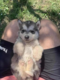 Steniatka Malamuta - 9