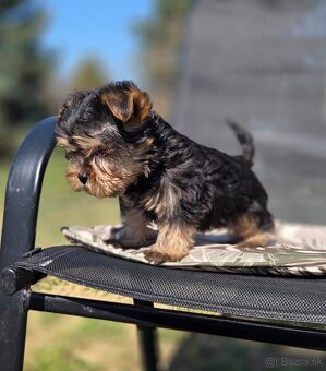 Yorkshirsky terier - 9