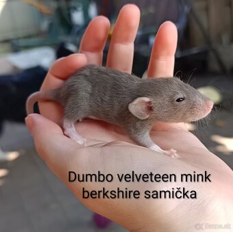 ❤ Exkluzívne dumbo, velveteen potkaníky - 9