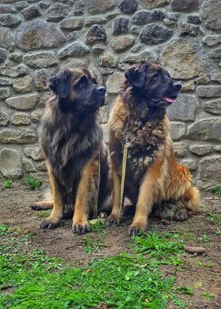 Leonberger s PP - 9