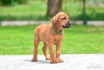 Štěňátko rhodéského ridgebacka - chlapec s PP - 9