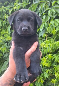 Šteniatka labrador x NO - 9