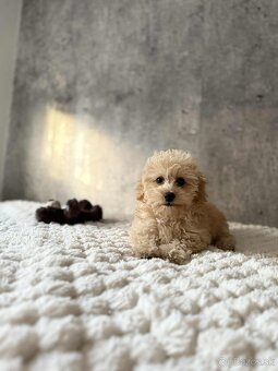 Maltipoo beige - 9