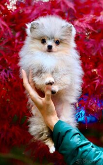 Pomeranian - 9