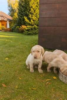 šteniatka labrador a IHNEĎ - 9