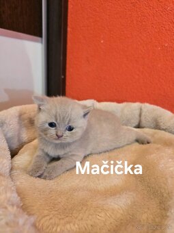 Škótske mačiatka - 9