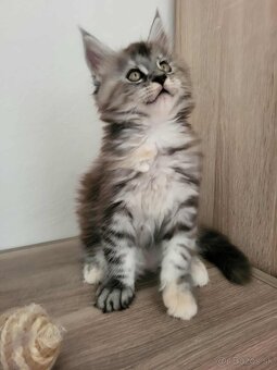 Mačička Maine Coon - 9