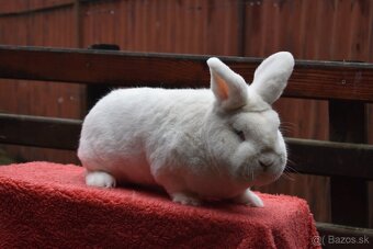 Predam Viedensky biely - 9