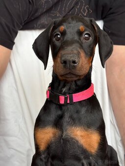 Doberman šteniatka s PP - 9