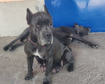 cane corso šteniatka - 9