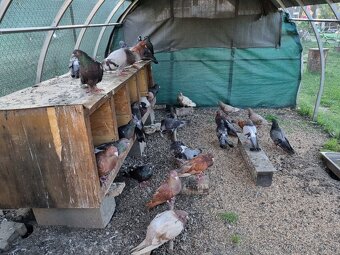 Holub ryman , hohub pávik - 9