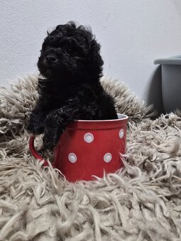 Toy pudel - 9