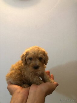 Mini maltipoo - 9