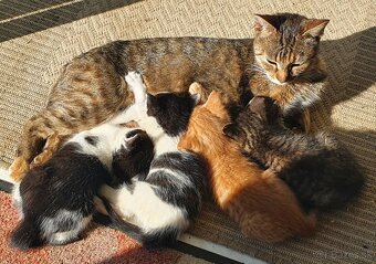 Mačičky (1x mačička, 1x kocúrik) 2-mesačné - 9