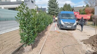Tuja Smaragd, vavrínovec, červienka - Prešov - 9