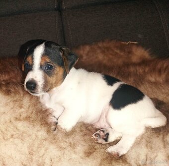 Jack Russell Teriér šteniatka - 9