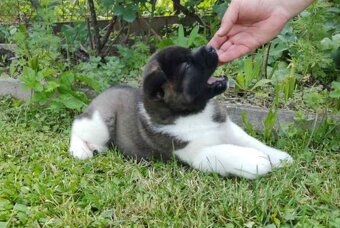 Americká Akita - American Akita - 9