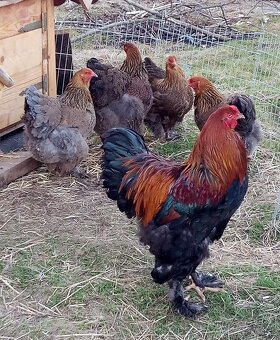 Brahmanka zlato čierna vajcia - 9