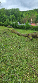 Výrub stromov - Orez - 9