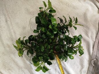 Predám veľké Anubiasy - 9