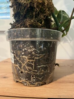 Monstera thai, Monstera albo, Monstera esqueleto - 9