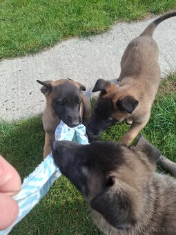 Belgický ovčiak malinois šteniatka - 9